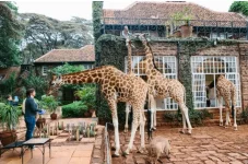 Girafe Manor.webp Girafe Manor.webp