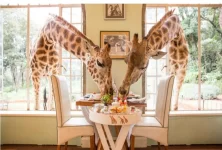 Giraffe.webp Giraffe.webp