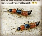 nairobi fly.jpg