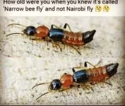 nairobi fly.webp