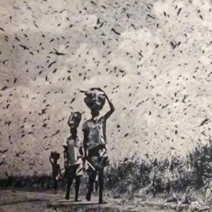 Locust invasion in 1954