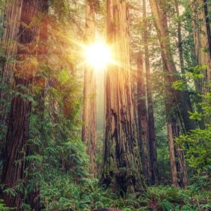 Redwood-National-Forest.jpg
