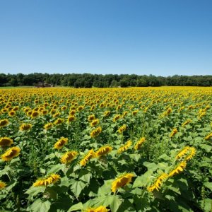 sunflower-field-wisconsin.jpg