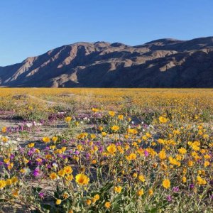 anza-borrego-desert-wildflowers-california.jpg